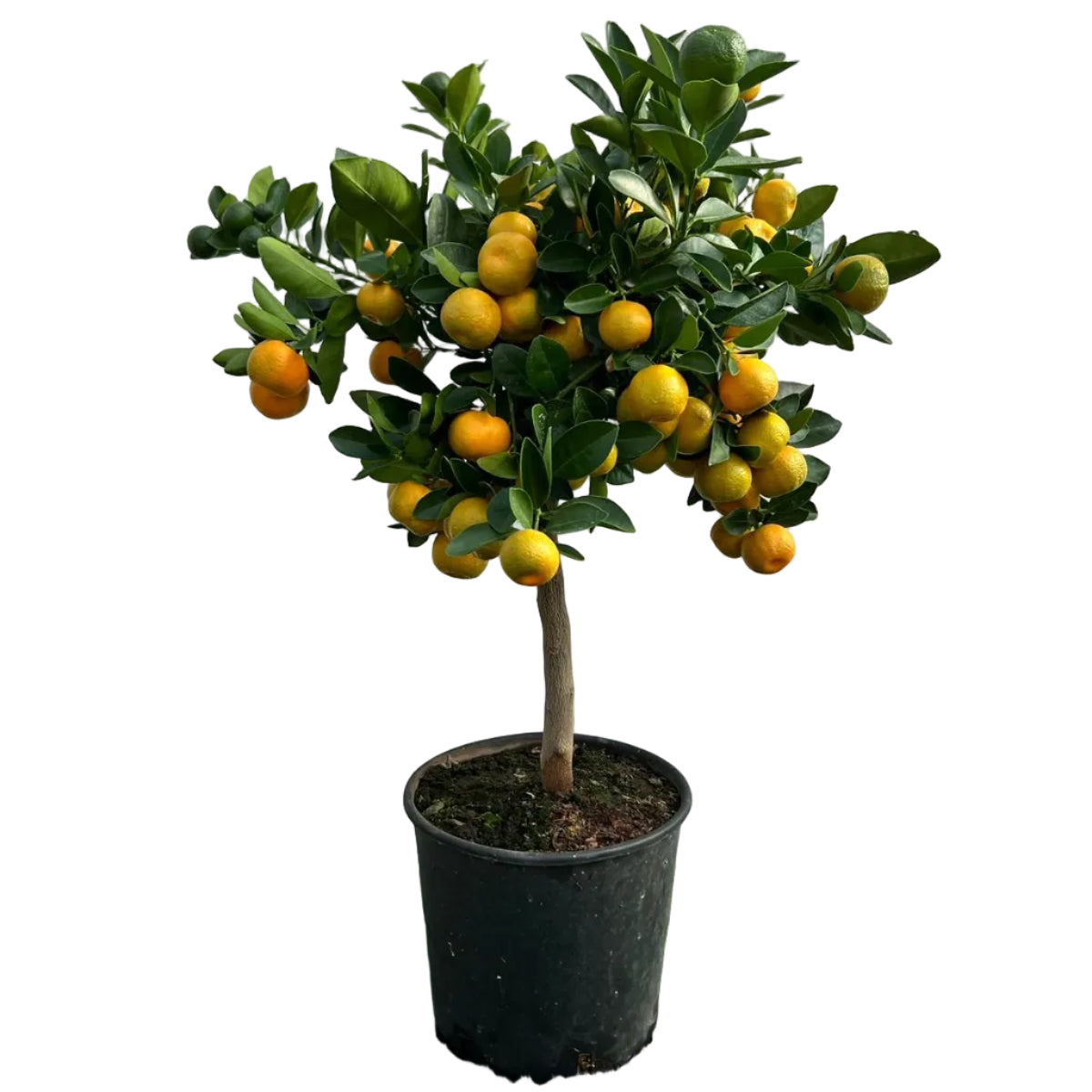 Citrus Calamondino Alberello in Vaso Ø20cm H70cm – Agrume Made in Sicily