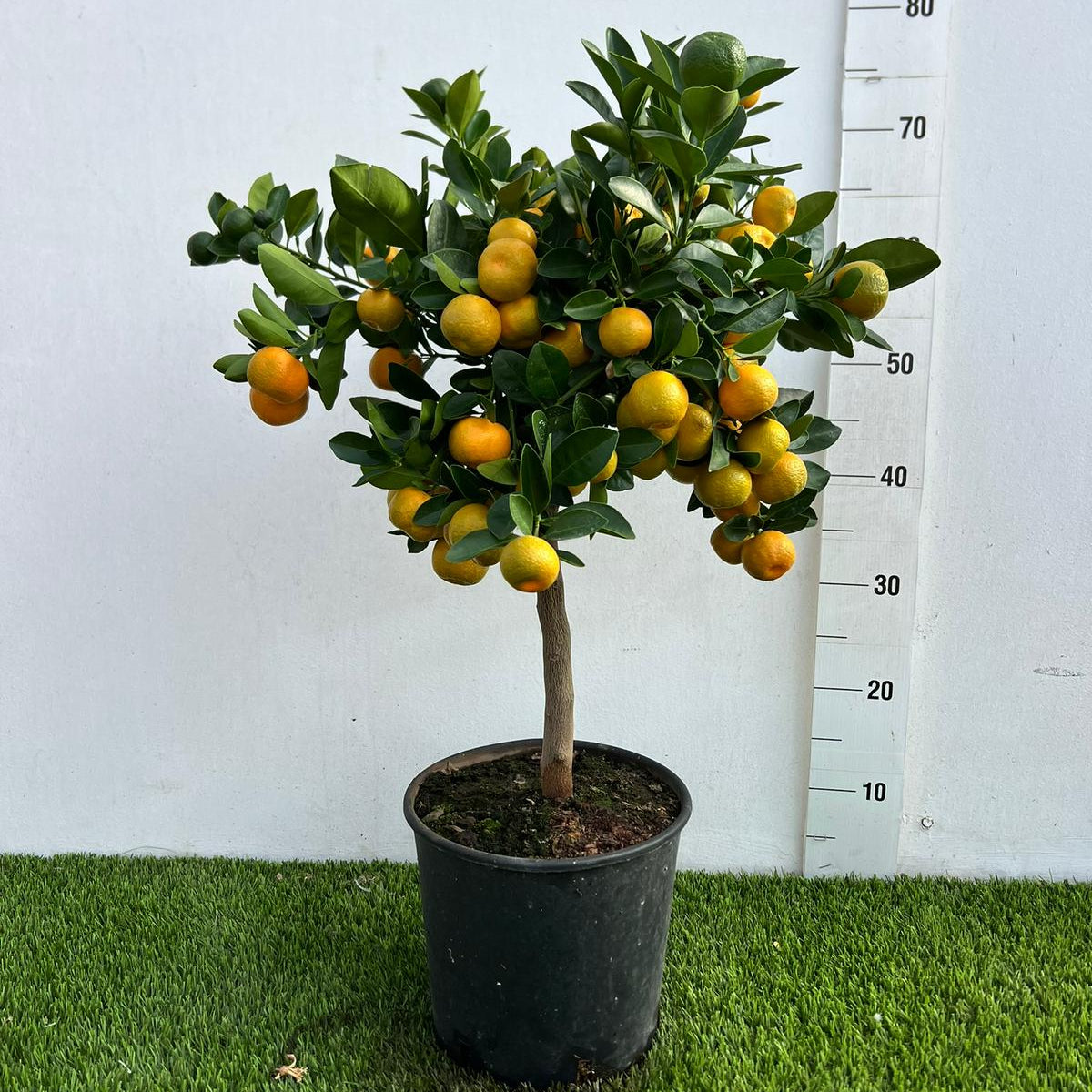 Citrus Calamondino Alberello in Vaso Ø20cm H70cm – Agrume Made in Sicily