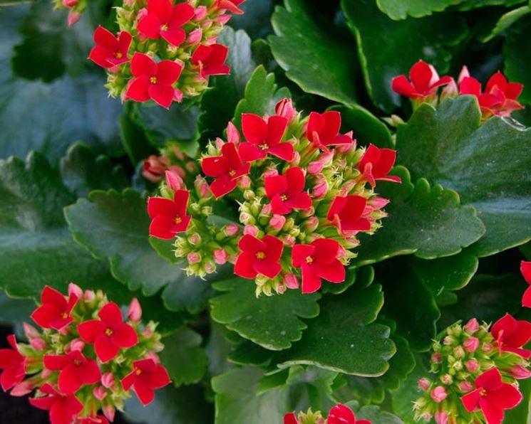 Calancola - Kalanchoe blossfeldiana - vaso 12 cm