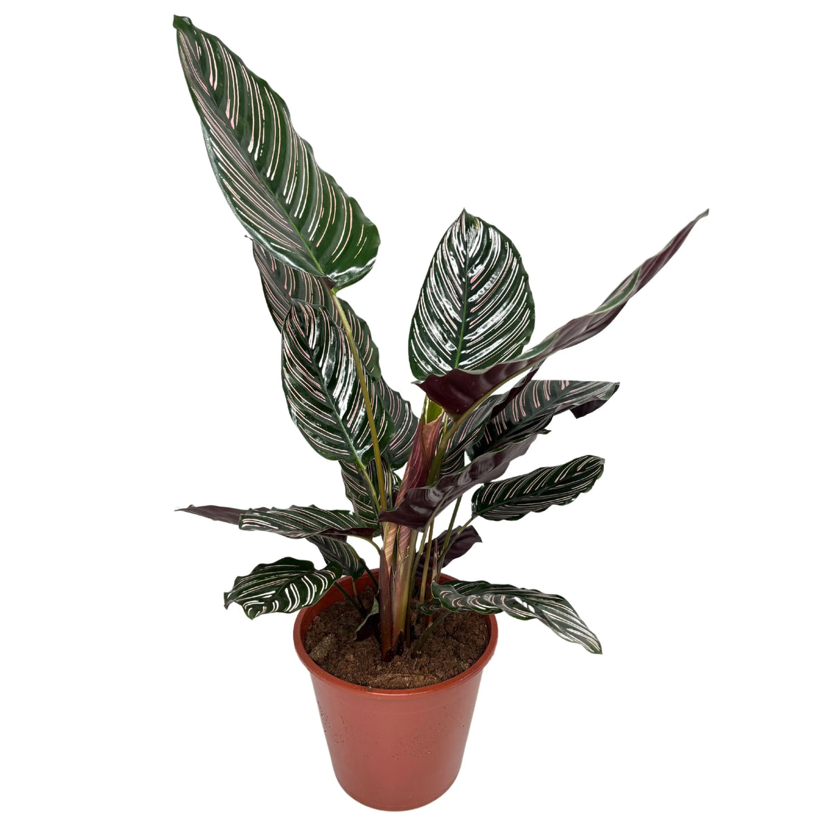 Calathea Sanderiana Ornata D. 19 cm H. 65 cm