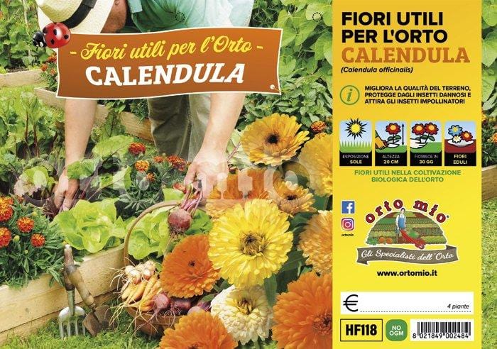 Calendula Fiore utile - 4 piante - Orto Mio