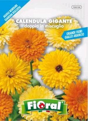 Calendula Gigante doppia in miscuglio - Floral
