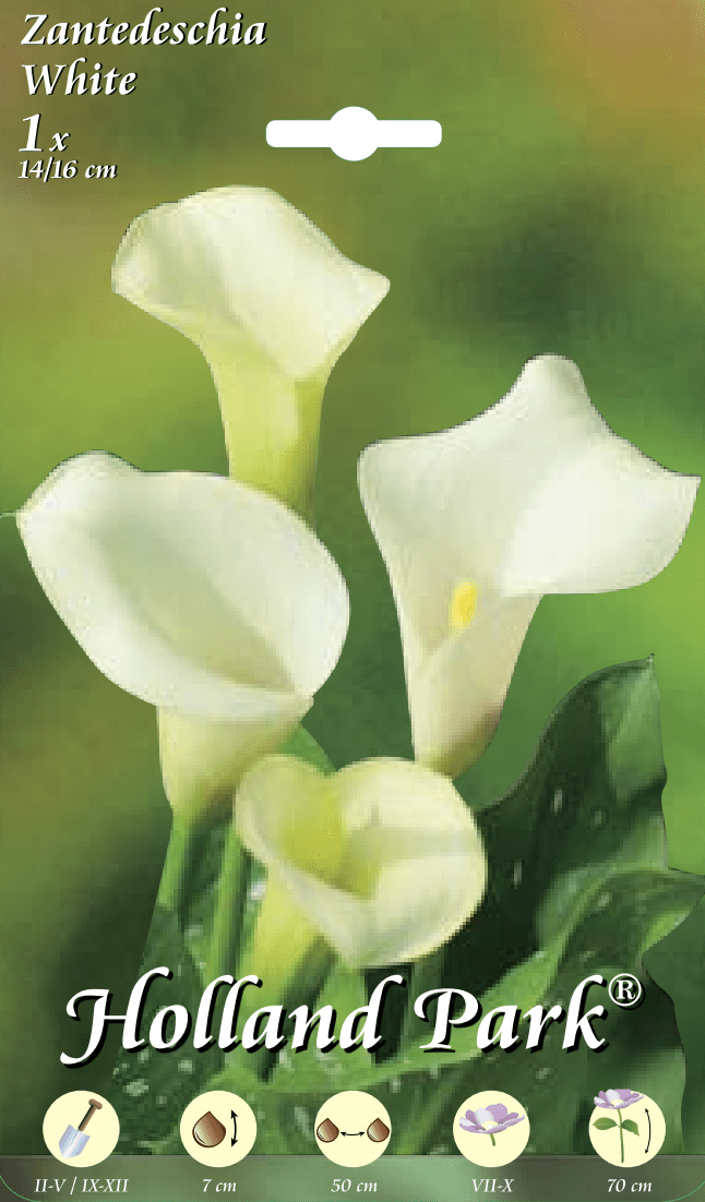 Calla Bianca - 1 bulbo da fiore