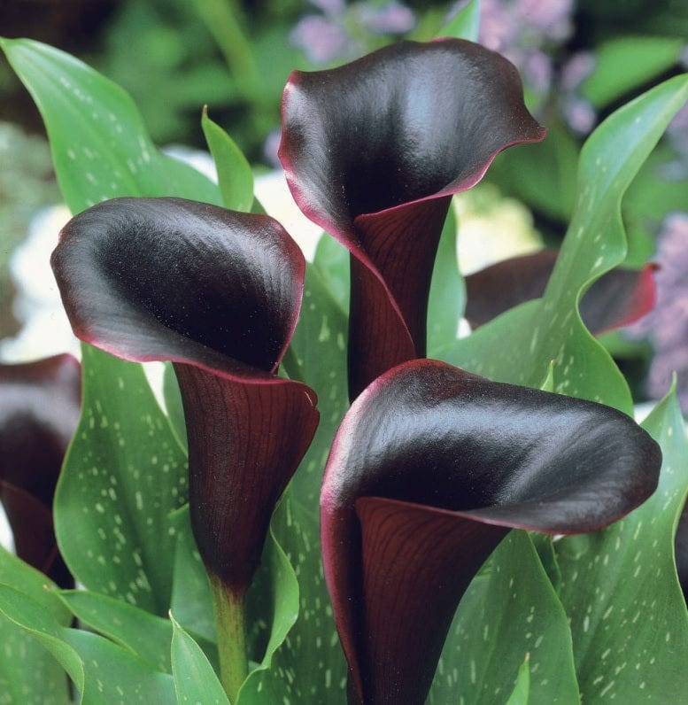 Calla nera Cantor - 1 bulbo da fiore