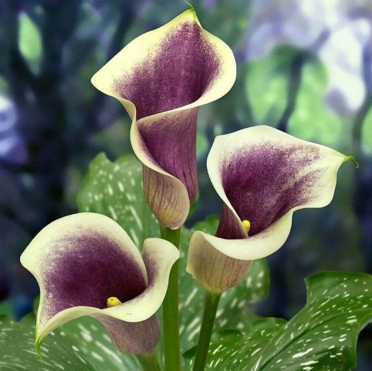 Calla Picasso - 1 bulbo da fiore