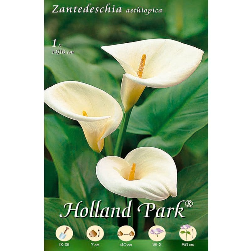 Calla Zantedeschia Bianca Aethiopica - 1 Bulbo da Fiore