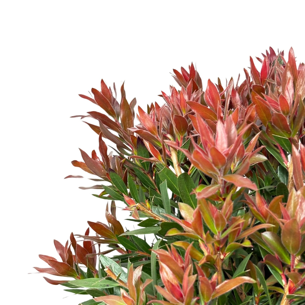 Callistemon Red Roket