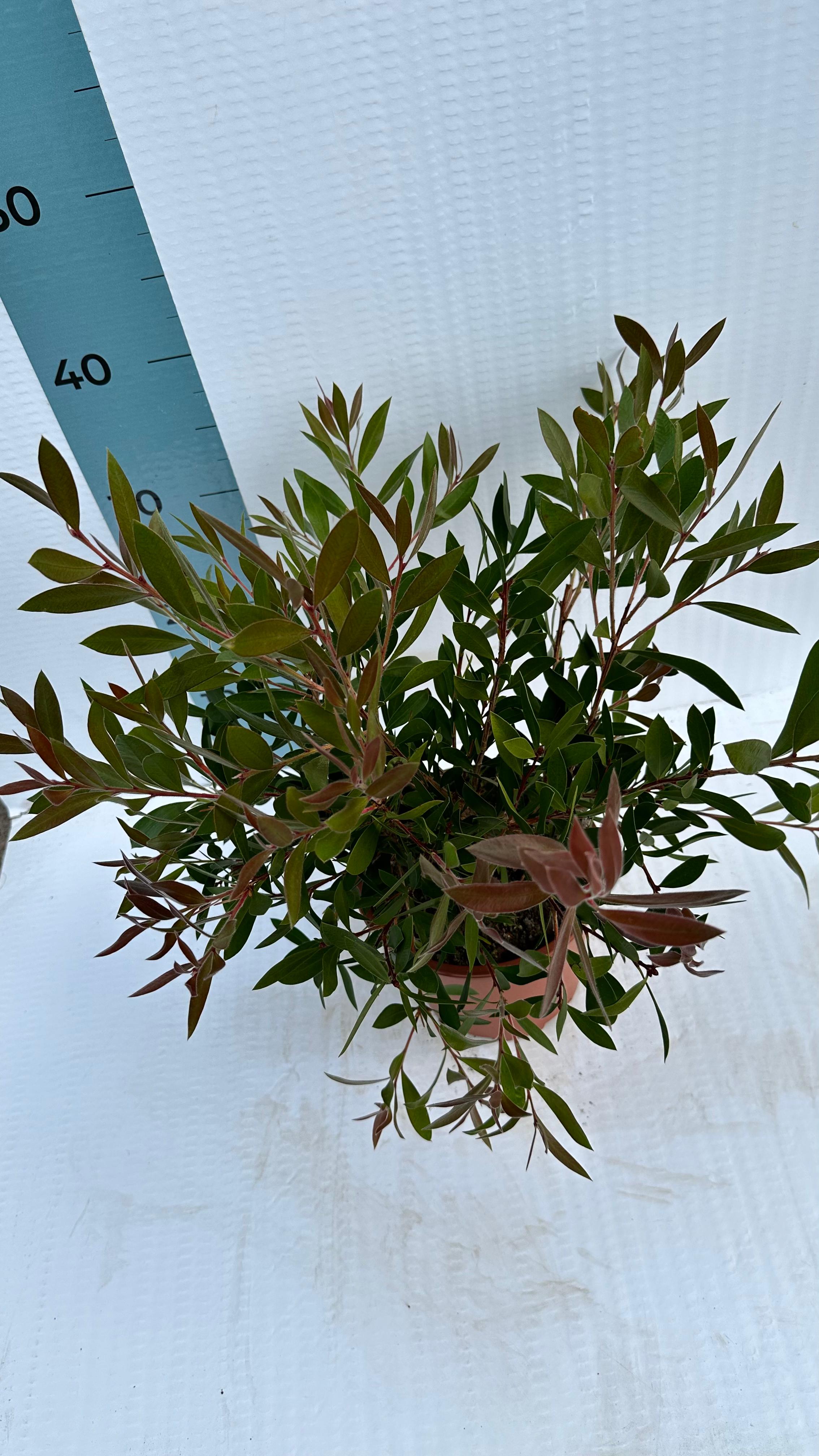 Pianta di Callistemon Citrinus Splendens