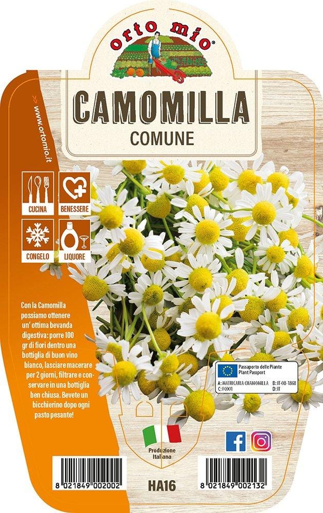 Camomilla Comune - 1 pianta v.14 cm - Orto Mio
