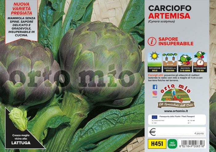 Carciofo romanesco Artemisa F1 - 4 piante - Orto Mio