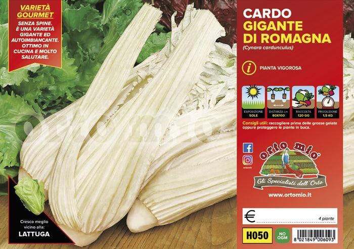 Cardo gigante di Romagna - 4 piante - Orto Mio