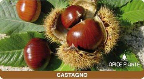 Castagno Tipo (Impollinatore) - v. 20 cm - Apice Piante
