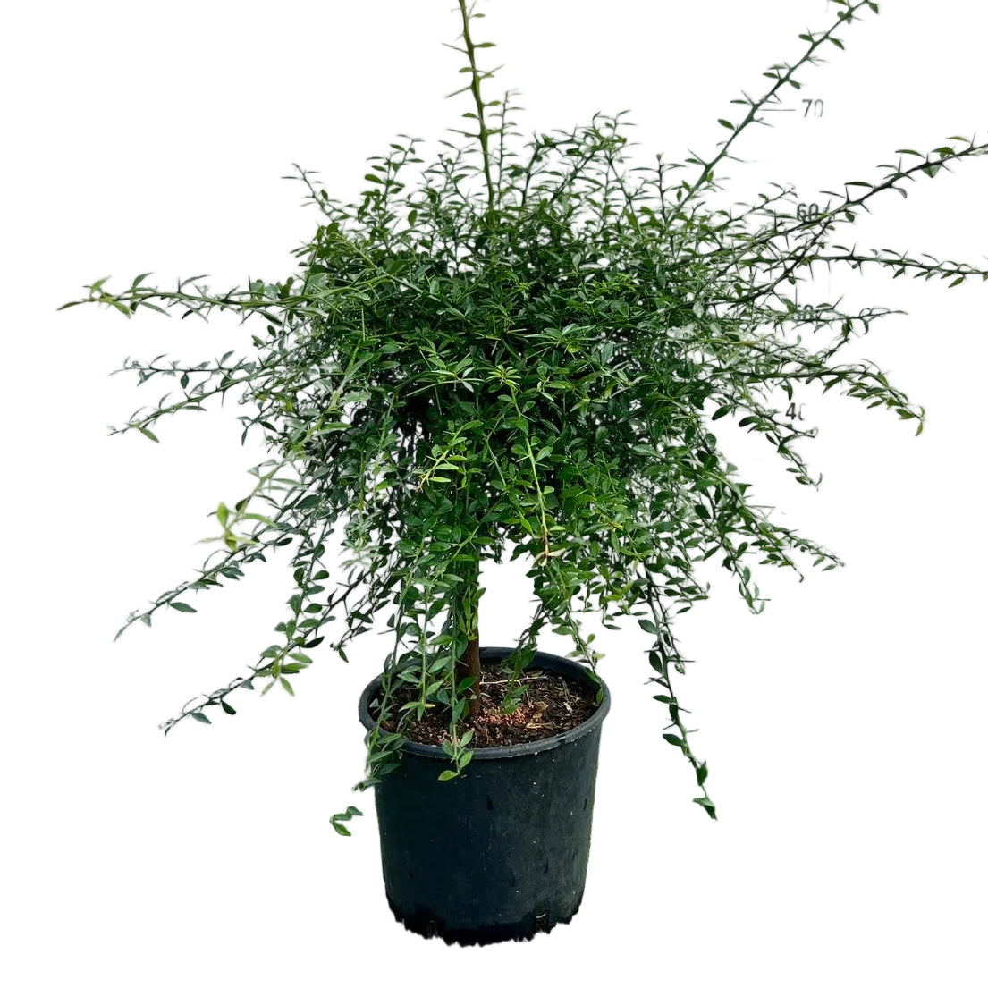 Citrus Limone Caviale Verde/Rosa Alberello in Vaso Ø20cm H70cm – Agrume Made in Sicily