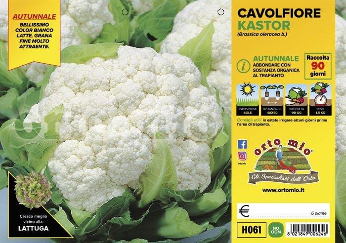 Cavolfiore Autunnale Kastor F1 - 6 piante - Orto Mio