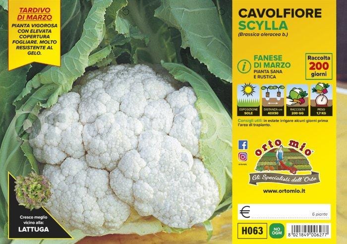 Cavolfiore fanese di marzo Scylla F1 - 6 piante - Orto Mio