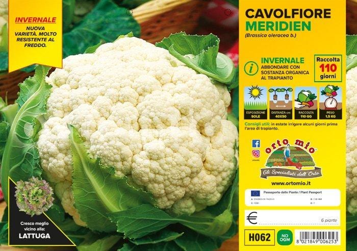 Cavolfiore invernale Meridien F1 - 6 piante - Orto Mio