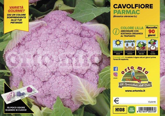 Cavolfiore lilla Lavender F1 - 6 piante - Orto Mio