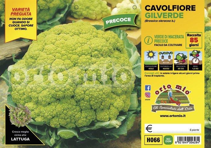 Cavolfiore Macerata precoce Gilverde F1 - 6 piante - Orto Mio