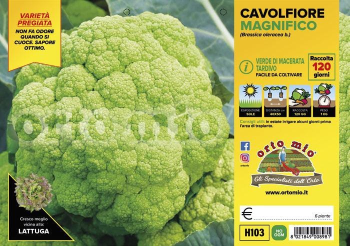Cavolfiore Macerata tardivo Emeraude F1 - 6 piante - Orto Mio