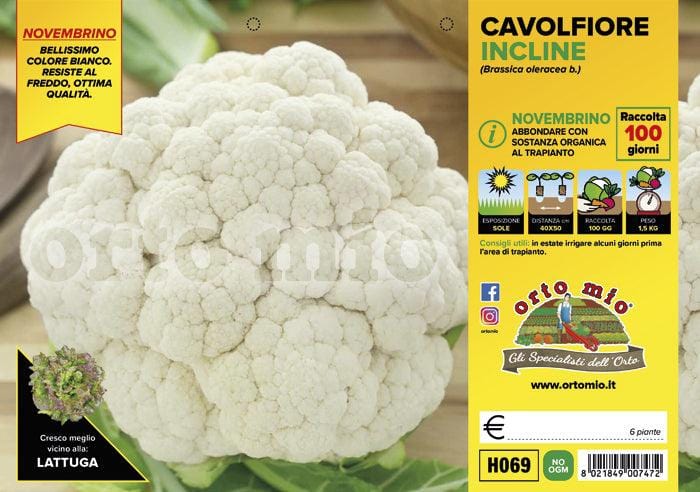 Cavolfiore Novembrino Incline F1 - 6 piante - Orto Mio