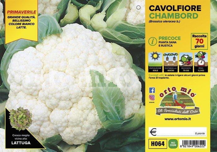 Cavolfiore precoce Chambord F1 - 6 piante - Orto Mio
