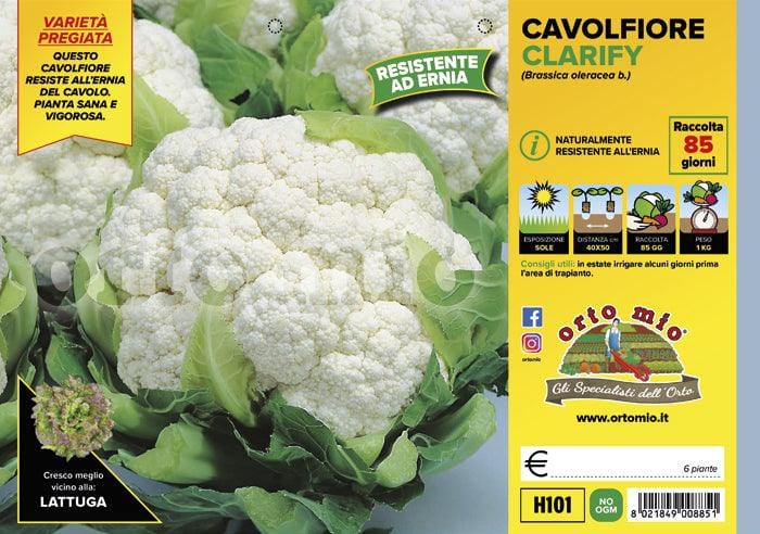 Cavolfiore resistente all′ernia del cavolo Clarify F1 - 6 piante - Orto Mio