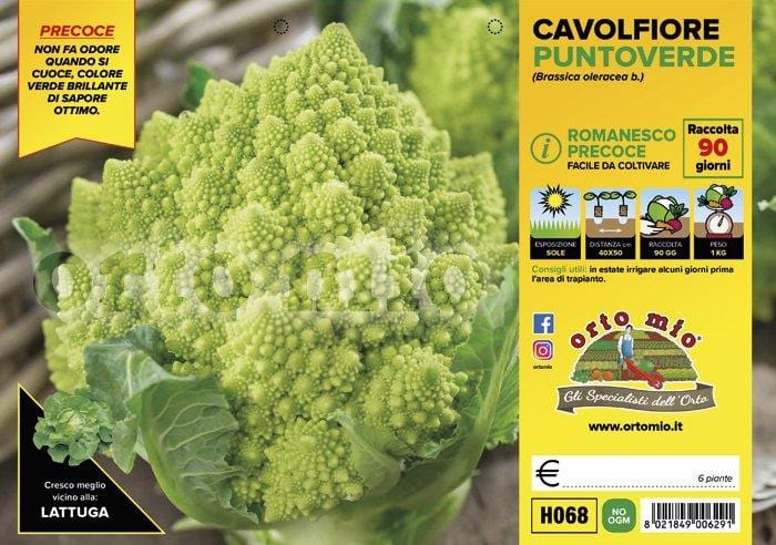 Cavolfiore romanesco precoce Puntoverde F1- 6 piante - Orto Mio