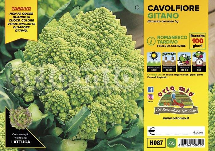 Cavolfiore romanesco autunnale Testaccio (ex Gitano) F1 - 6 piante - Orto Mio