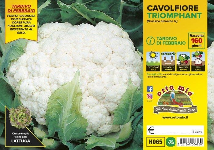 Cavolfiore tardivo di febbraio Triomphant F1 - 6 piante - Orto Mio