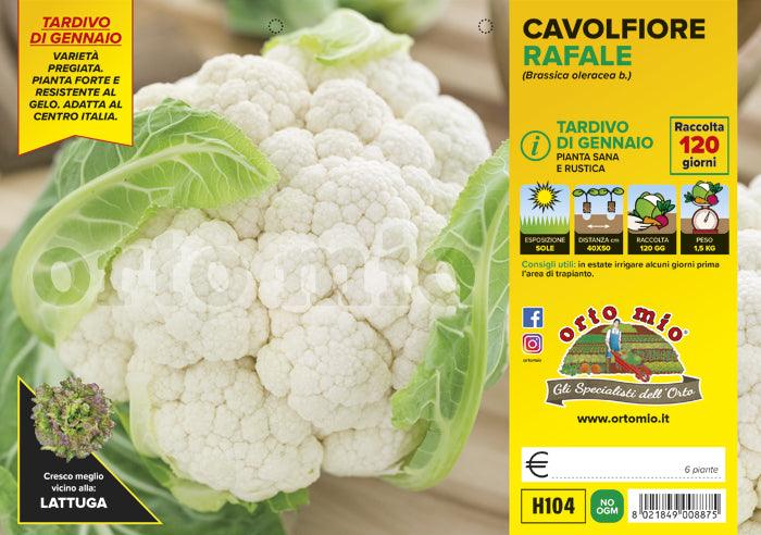 Cavolfiore tardivo di gennaio Raffale F1 - 6 piante - Orto Mio