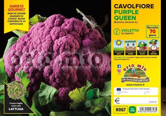 Cavolfiore violetto Purple Queen F1 - 6 piante - Orto Mio