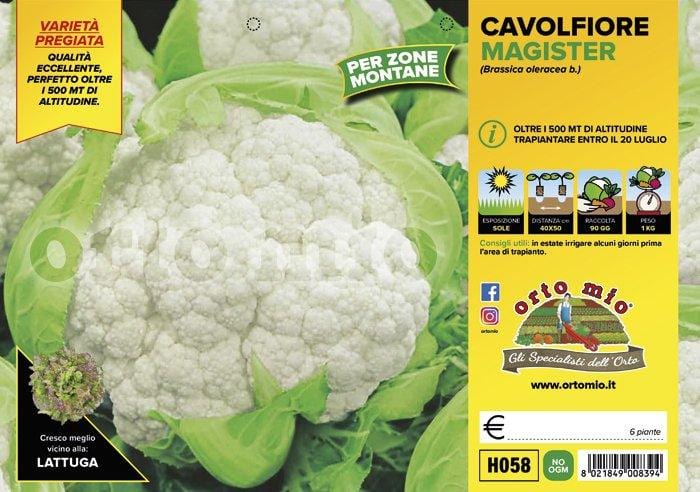 Cavolfiore zone montane Magister F1 - 6 piante - Orto Mio