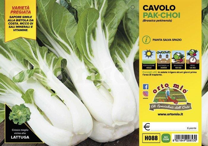 Cavolo asiatico Pak-Choi F1 - 6 piante - Orto Mio