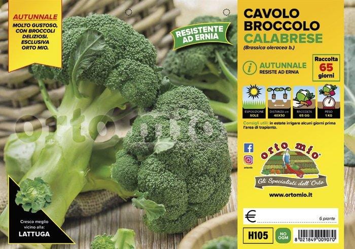 Cavolo Broccolo Calabrese Autunnale Centauro F1 - 6 piante - Orto Mio