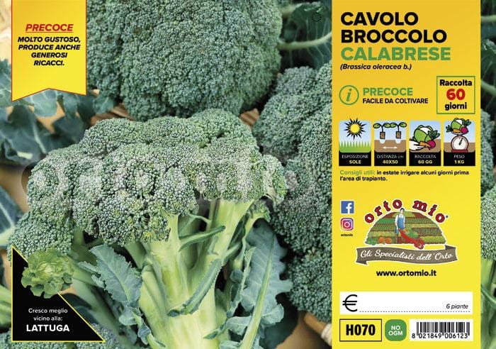 Cavolo Broccolo Calabrese precoce Heraklion F1 - 6 piante - Orto Mio