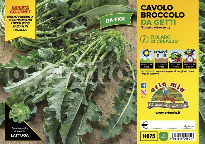 Cavolo broccolo da getti Fiolaro di Creazzo - 6 piante - Orto Mio