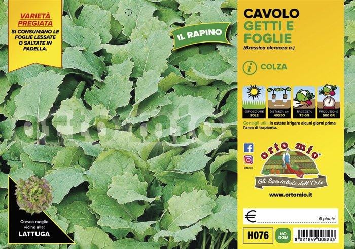 Cavolo broccolo getti e foglie (Colza) o Broccolo Rapino - 6 piante - Orto Mio