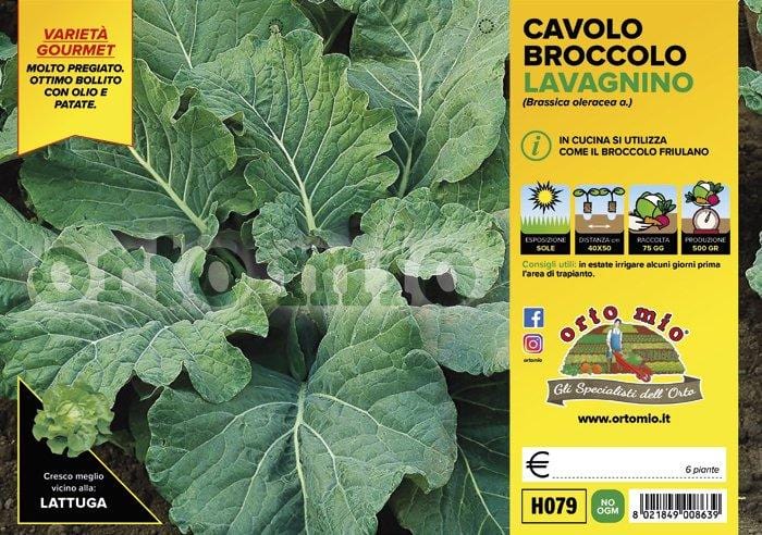 Cavolo broccolo Lavagnino - 6 piante - Orto Mio