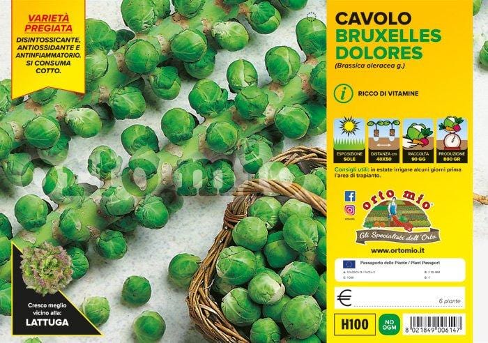 Cavolo Bruxelles Dolores F1 - 6 piante - Orto Mio