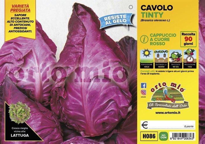Cavolo cappuccio cuore rosso Mars F1 - 6 piante - Orto Mio