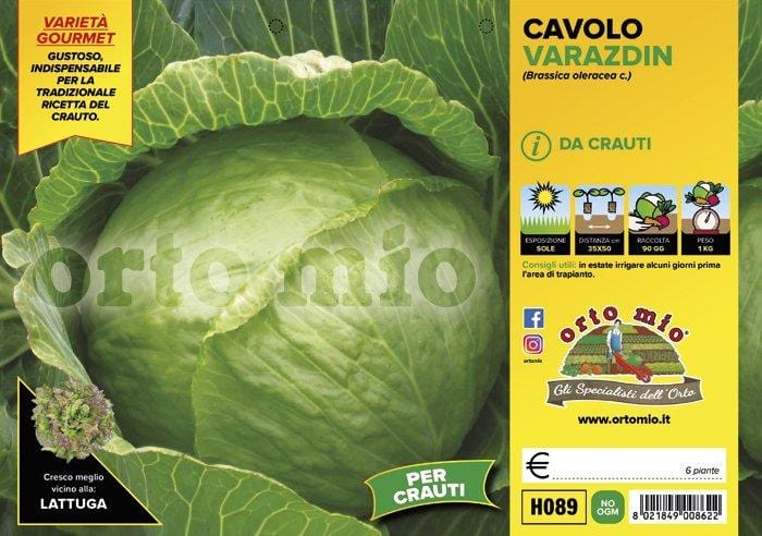 Cavolo Cappuccio da Crauto Varazdin - 6 piante - Orto Mio