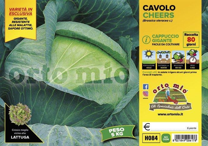 Cavolo Cappuccio Gigante Cheers F1 - 6 piante - Orto Mio