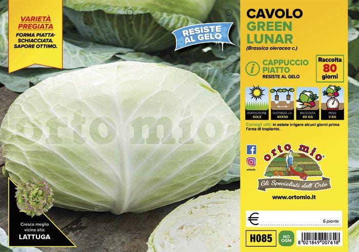 Cavolo Cappuccio Piatto Green Lunar F1 - 6 piante - Orto Mio