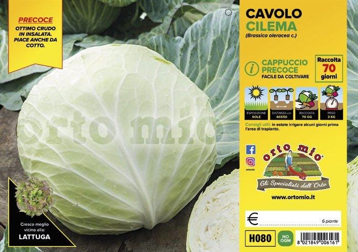 Cavolo Cappuccio Tondo precoce Cilema F1 - 6 piante - Orto Mio
