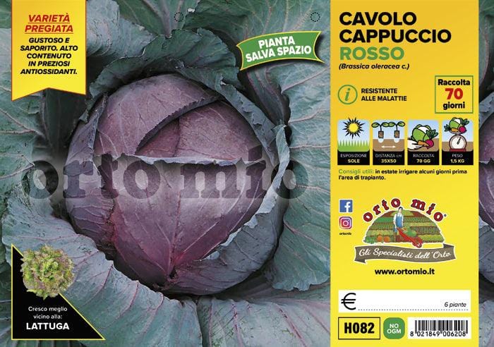 Cavolo Cappuccio Tondo Rosso Red Jewel F1 - 6 piante Orto Mio