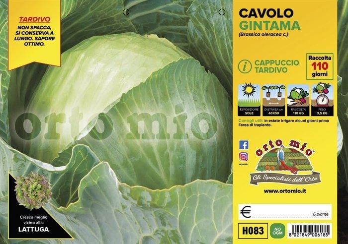 Cavolo Cappuccio Tondo Tardivo Gintama F1 - 6 piante - Orto Mio