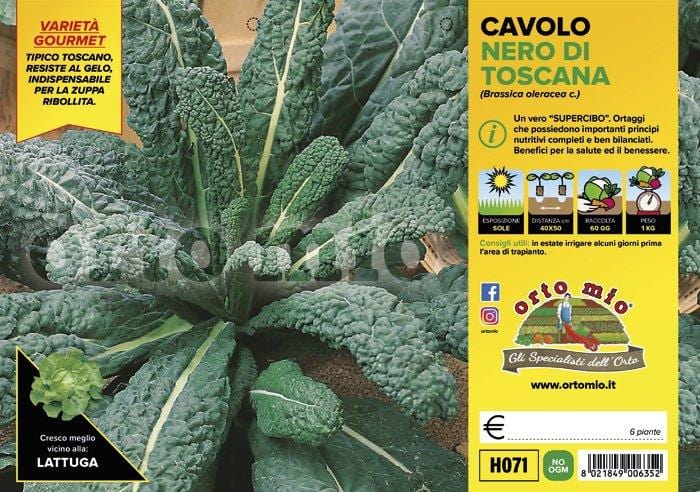 Cavolo Nero di Toscana Yurok F1 - 6 piante - Orto Mio