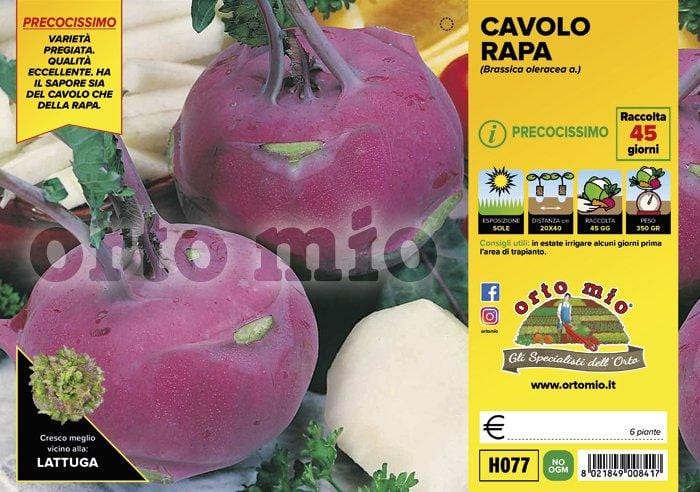 Cavolo rapa violetto Ukza F1 - 6 piante - Orto Mio