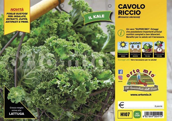 Cavolo riccio Green Kale F1 - 6 piante - Orto Mio