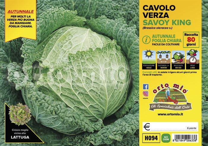 Cavolo verza chiara autunnale Savoy King F1 - 6 piante - Orto Mio